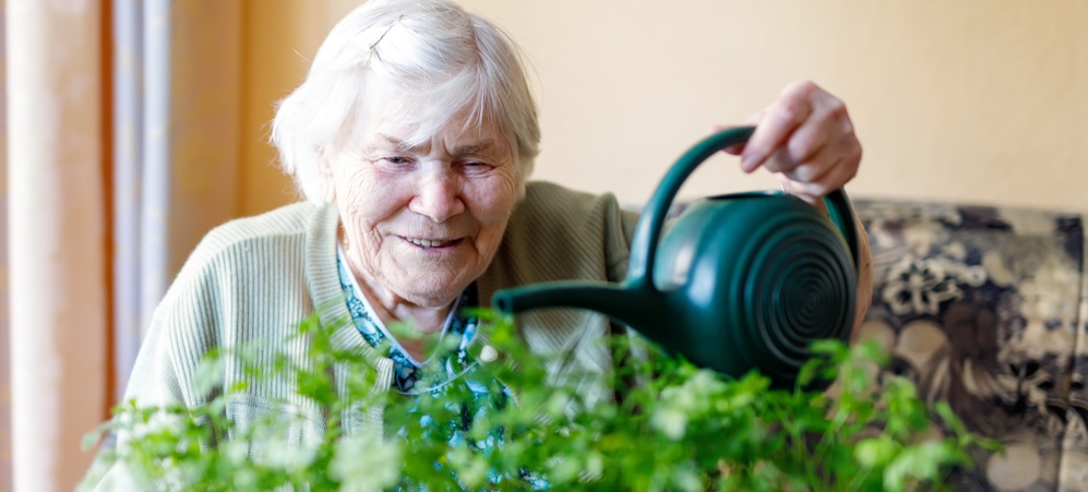 Active Senior woman of 90 years watering parsley plants with water can